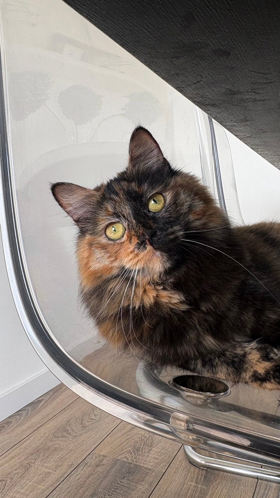 Mooie Europese langhaar poes, Poes