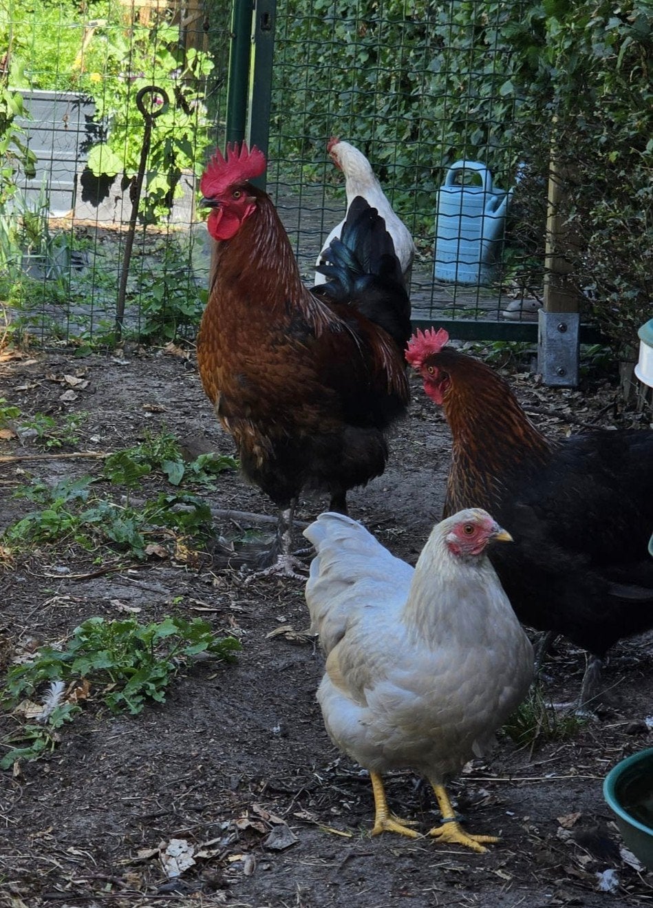 Jonge Olijflegger haan, Dieren en Toebehoren, Mannelijk, Kip
