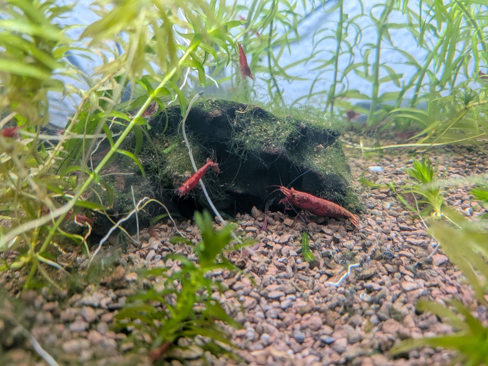 Jonge rode garnaaltjes, Dieren en Toebehoren, Kreeft, Krab of Garnaal