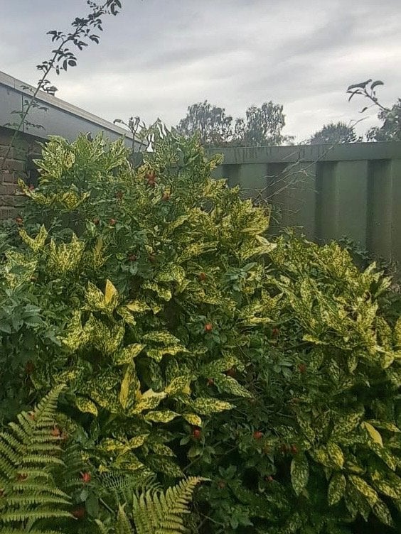 Gratis Gevlekte Aucuba Japonica (Broodboom), Tuin en Terras, Ophalen, Overige soorten, Struik, 100 tot 250 cm