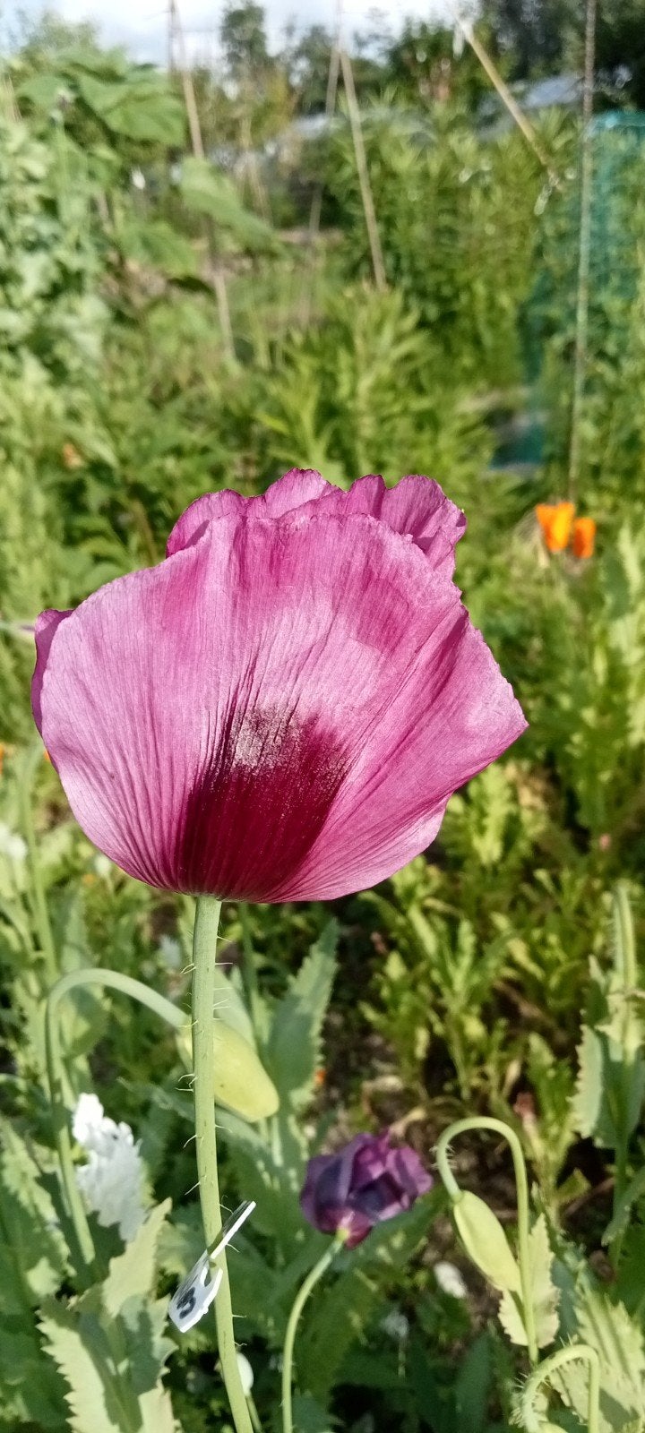 Papaver somniferum Coralla zaden, Ophalen of Verzenden, Voorjaar, Volle zon, Zaad
