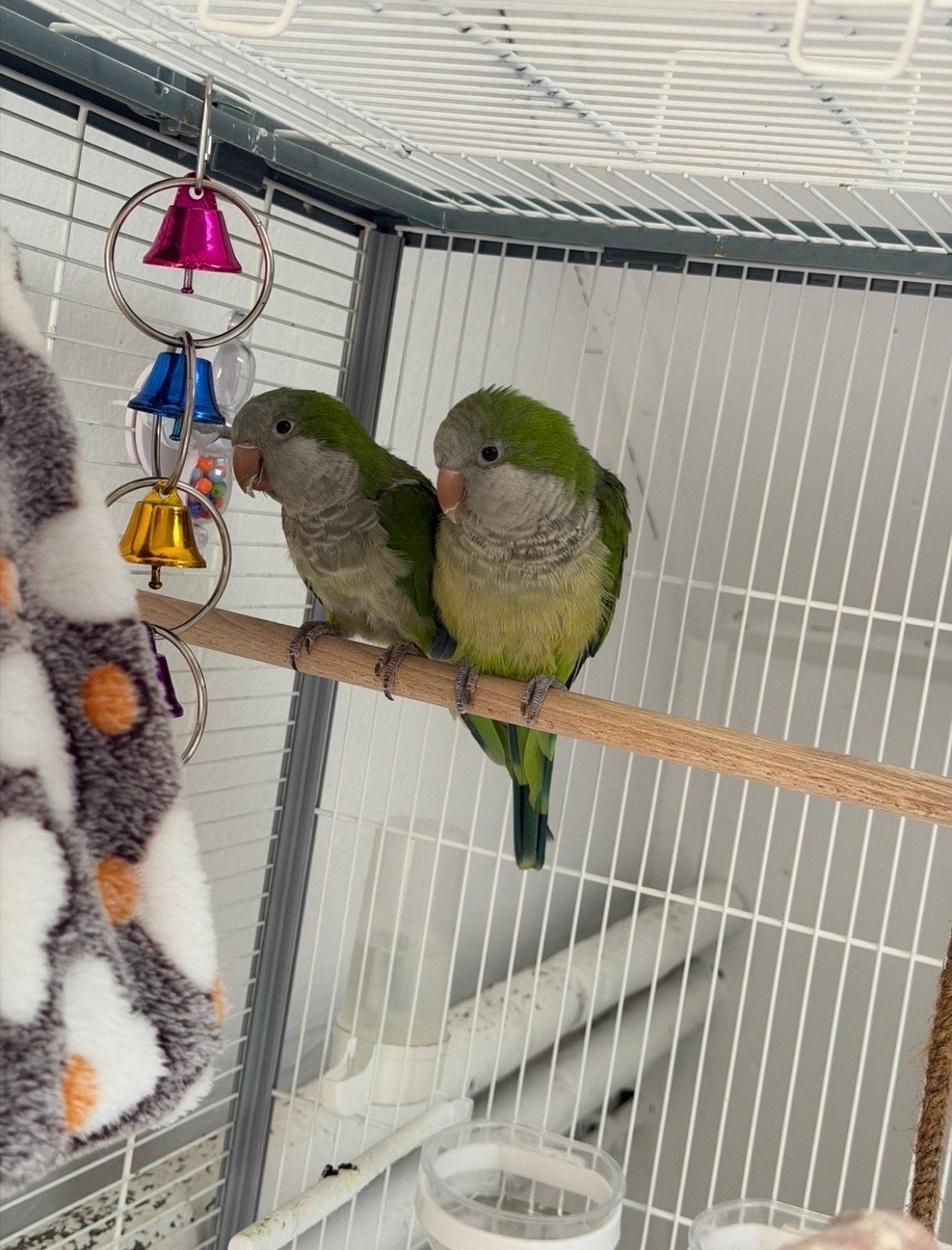 2 muisparkieten, Meerdere dieren, Parkiet, Tam