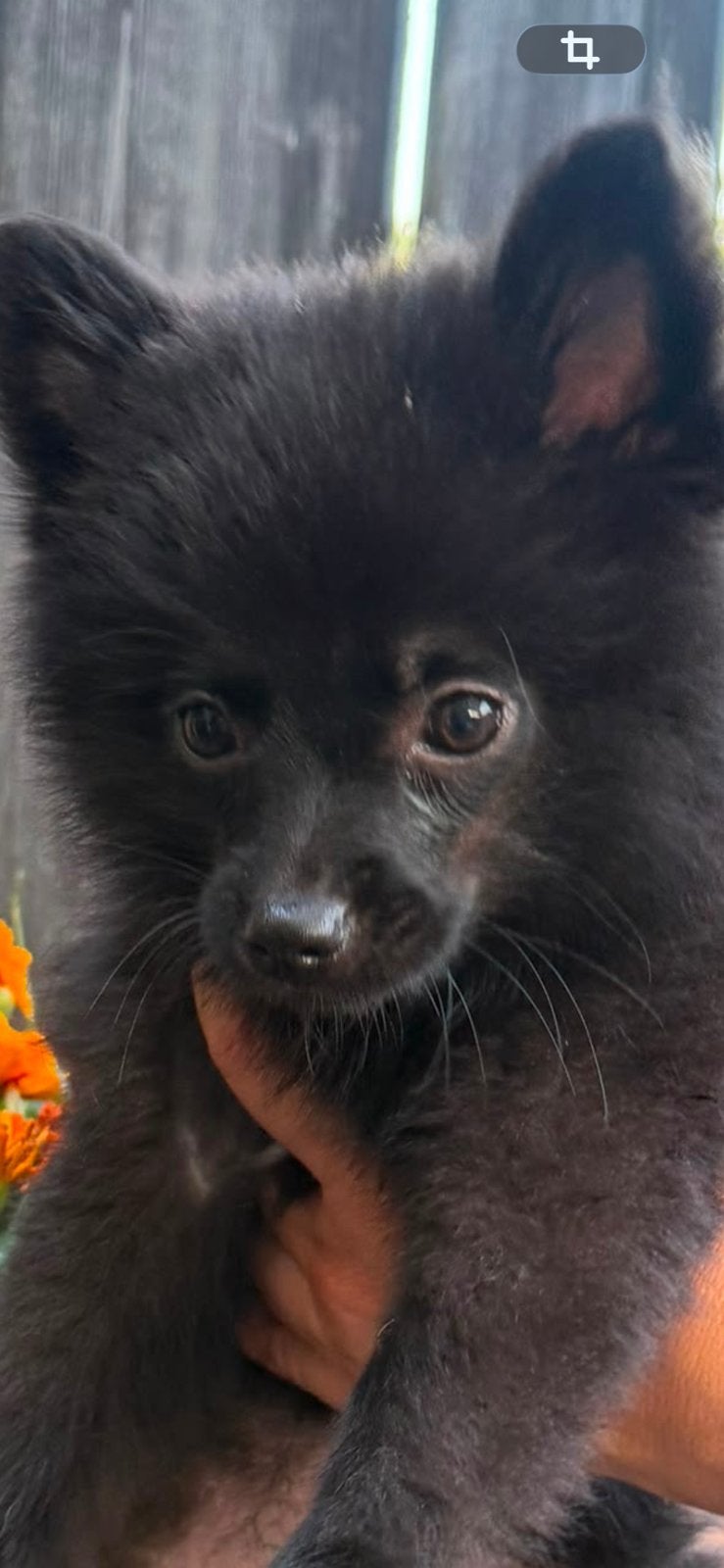keesje te koop, Dieren en Toebehoren, Keeshond, 8 tot 15 weken, Meerdere, Meerdere dieren