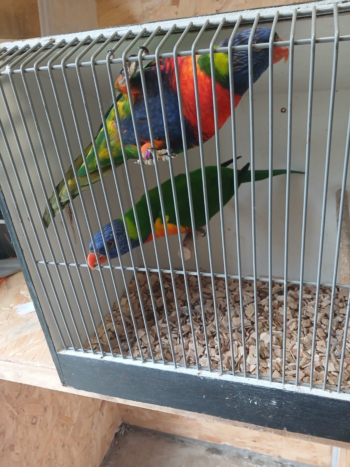 kweekkoppel lori's van de blauwe bergen, Dieren en Toebehoren, Meerdere dieren, Parkiet