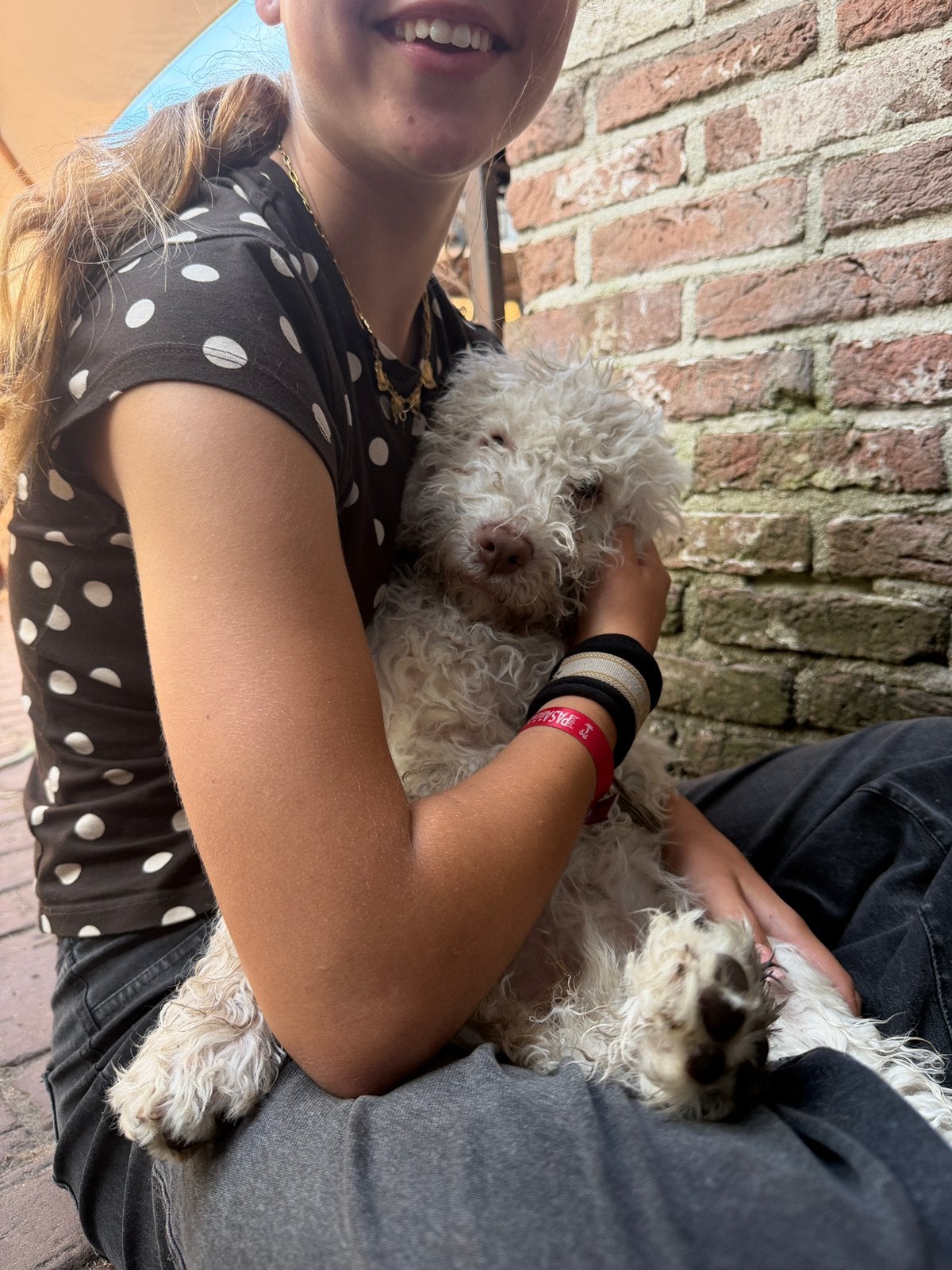 Lagotto Romagnolo, Dieren en Toebehoren, Honden | Retrievers, Spaniëls en Waterhonden, 8 tot 15 weken, Eén hond, CDV (hondenziekte)