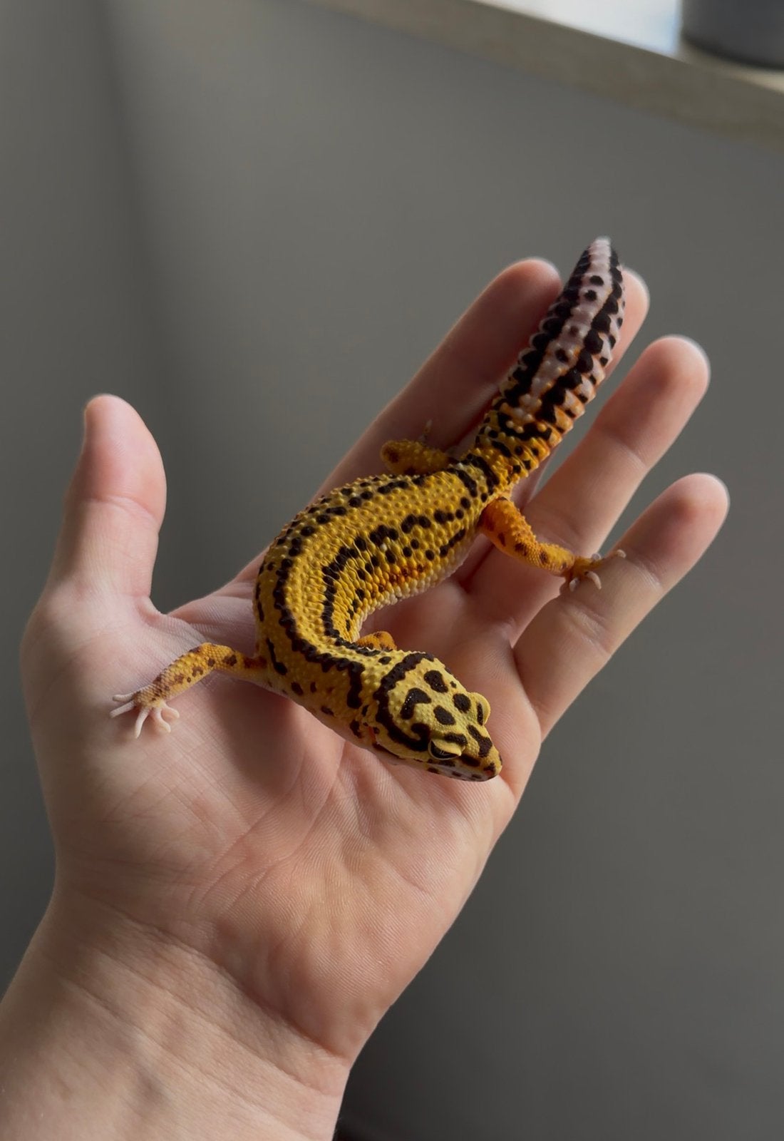 Fire bold cross het tremper ph eclipse luipaardgekko, Dieren en Toebehoren, Reptielen en Amfibieën, Hagedis, 3 tot 6 jaar