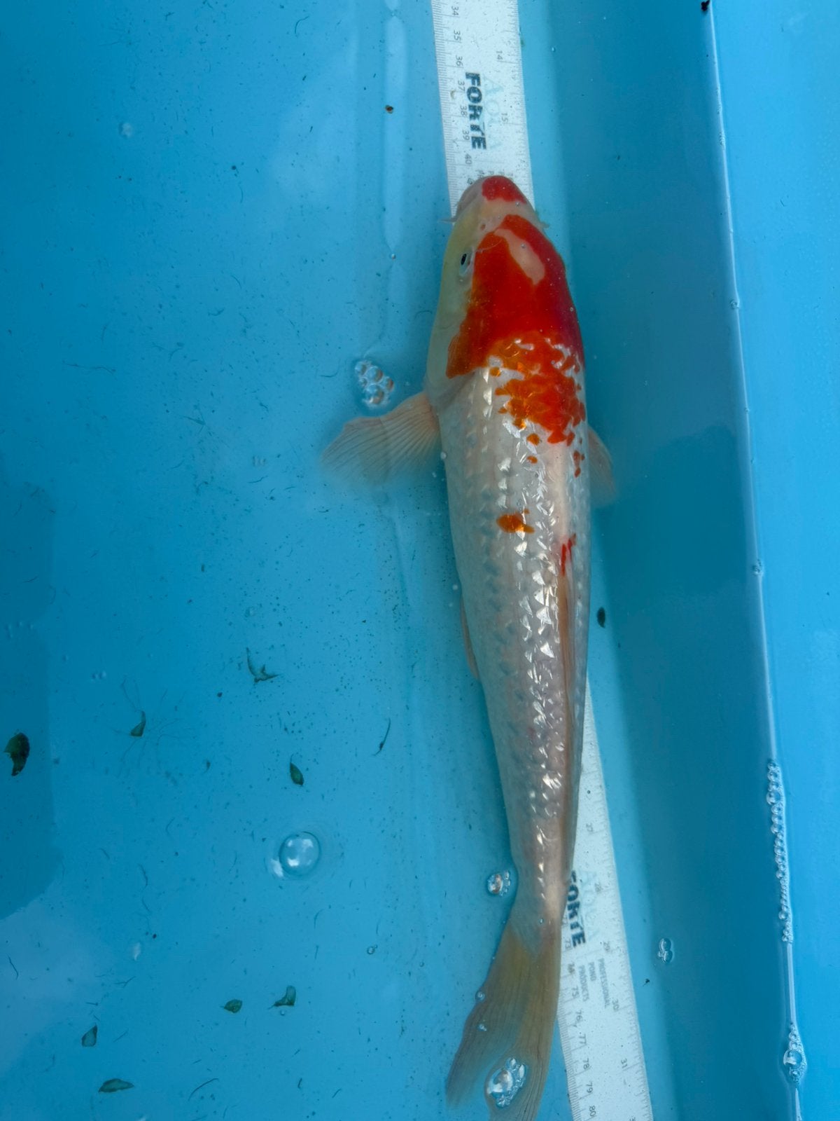 Ginrin Kohaku koi, Dieren en Toebehoren, Karper of Koi