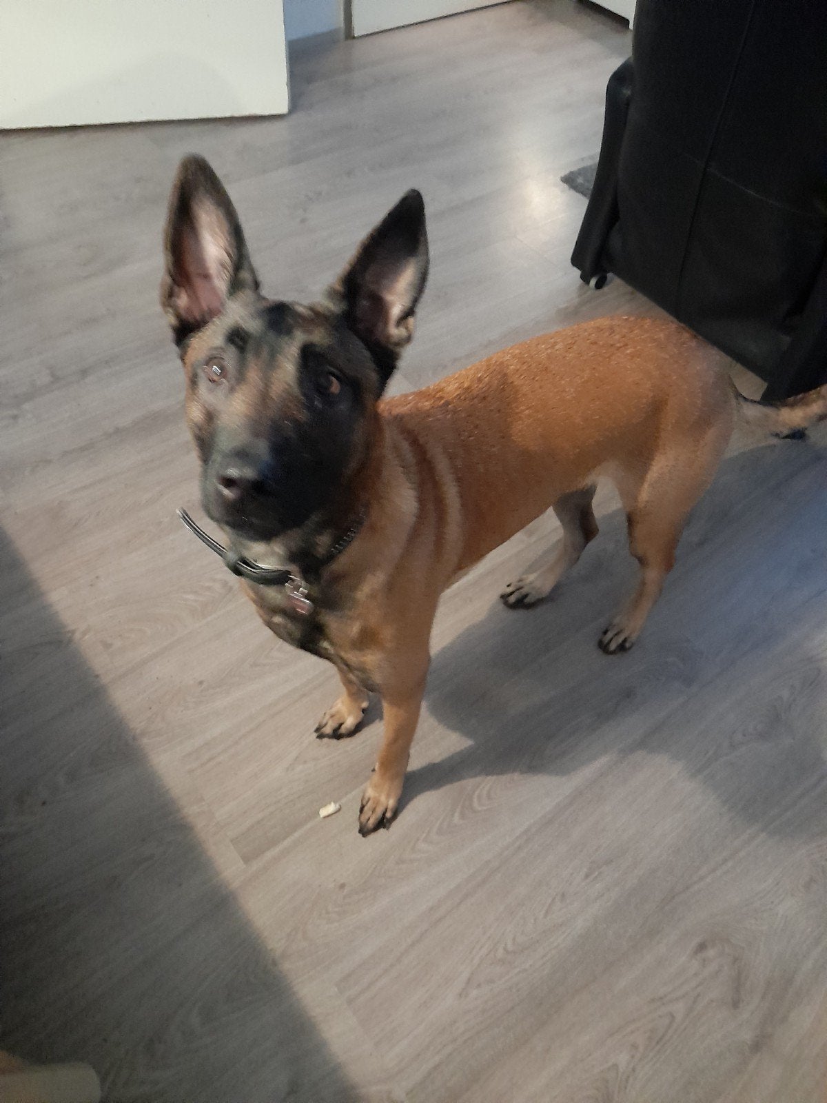 mechelse herder teefje 2 jaar SPOED!, 1 tot 2 jaar, Teef, Eén hond, Herder
