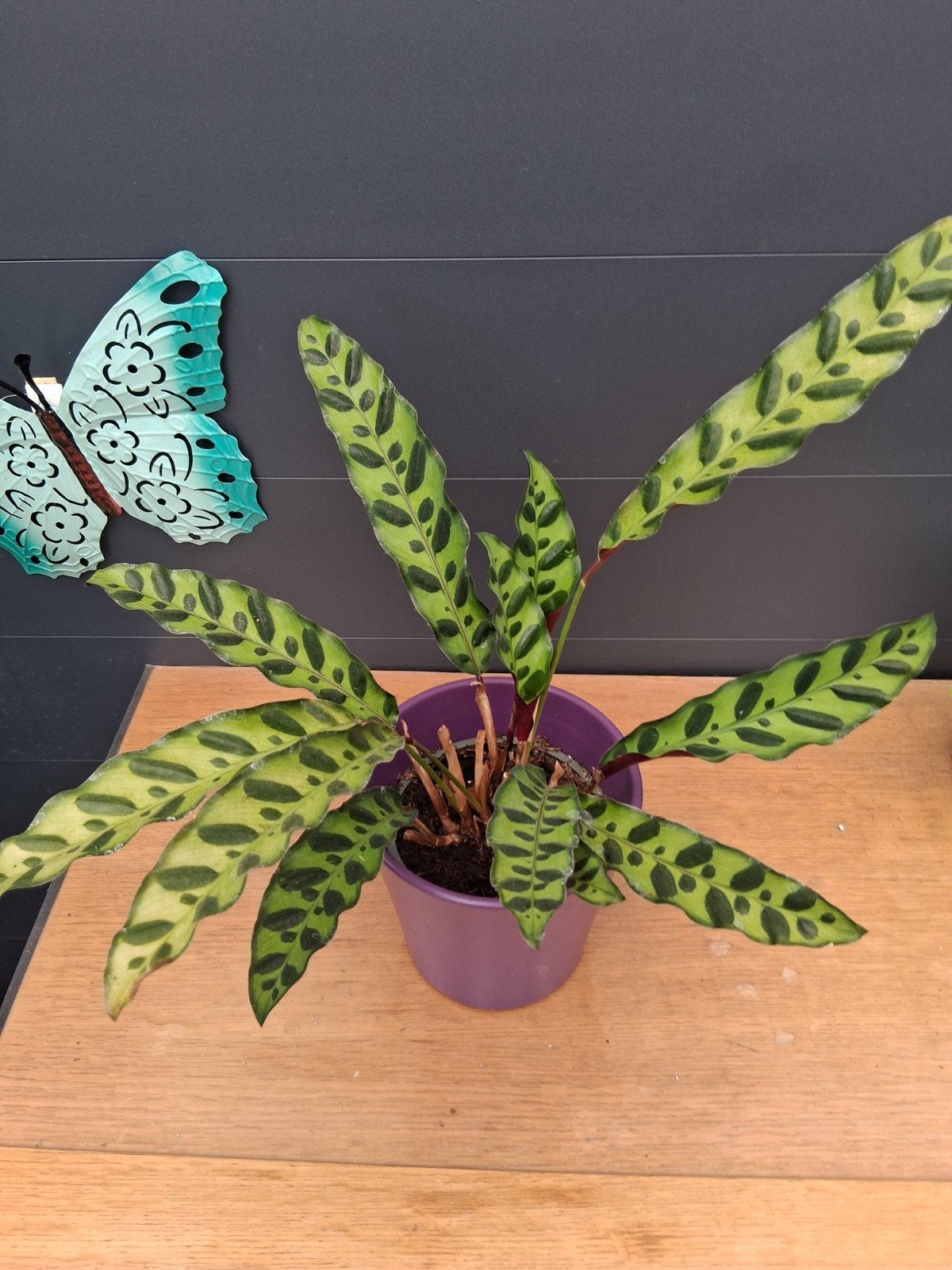 Calathea, Ophalen, Overige soorten, Halfschaduw, In pot