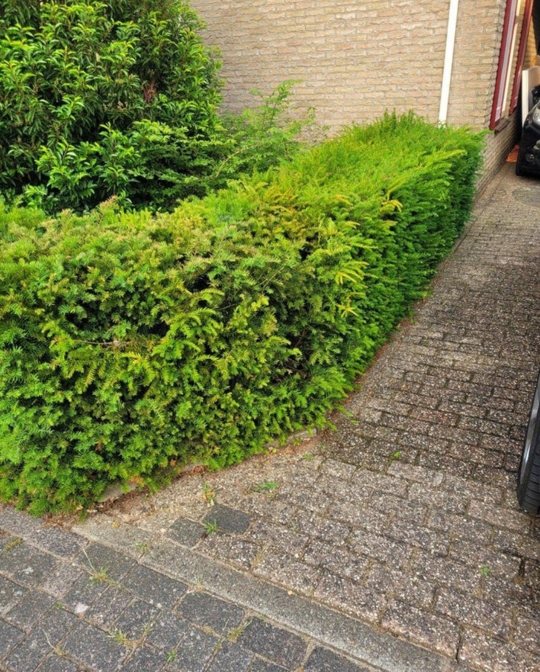 Mooie Taxus baccata 'Summergold' haag, Ophalen, Taxus