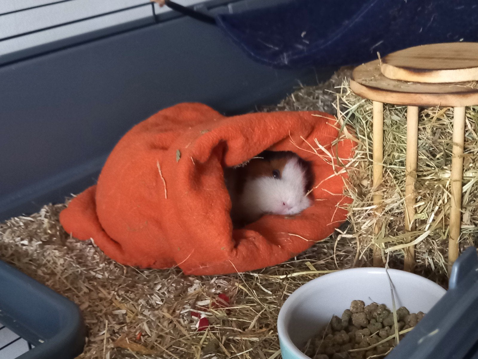 nood opvang met herplaatsing voor cavia's, Dieren en Toebehoren, Knaagdieren, December, Vrouwelijk, Cavia