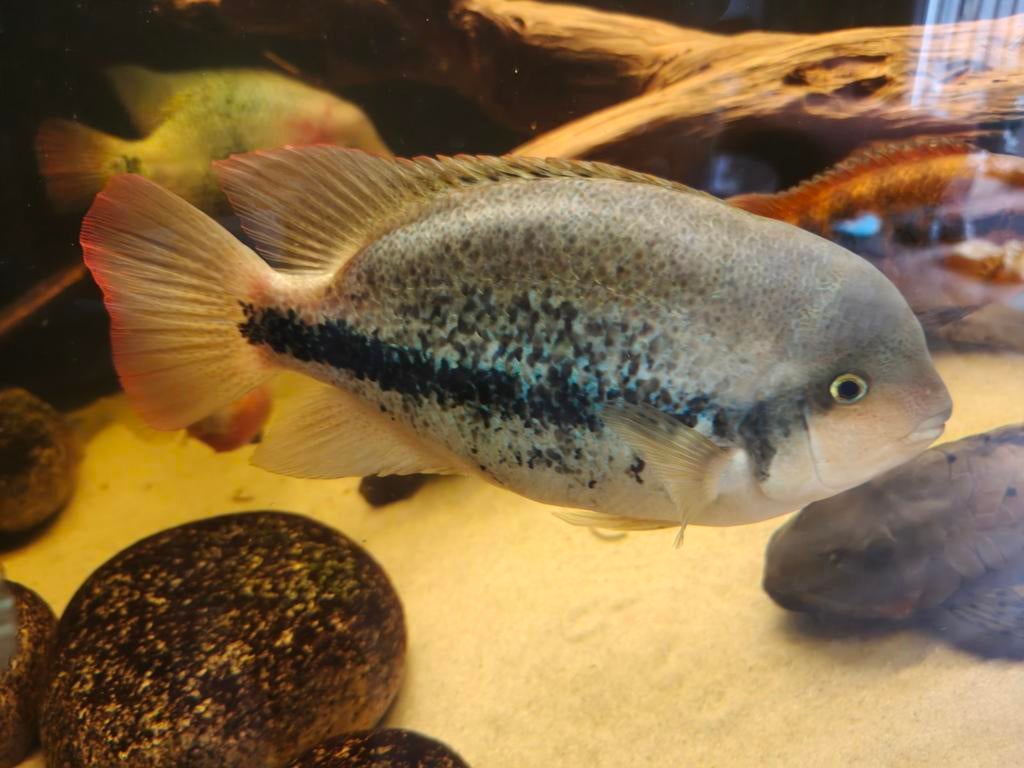 Vieja Zonatum vrouwtje, Vis