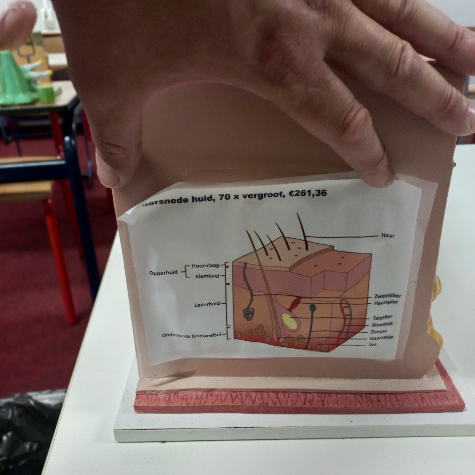 Anatomisch Huidmodel - 70x Vergroot, Ophalen of Verzenden