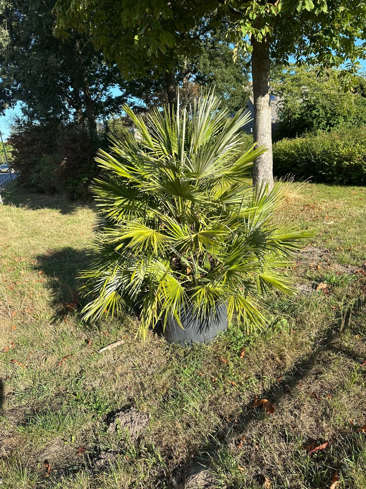 VULCANO palm grote zware palm winterhard -10 1.90 mtr, Tuin en Terras, Ophalen, Gehele jaar, Volle zon