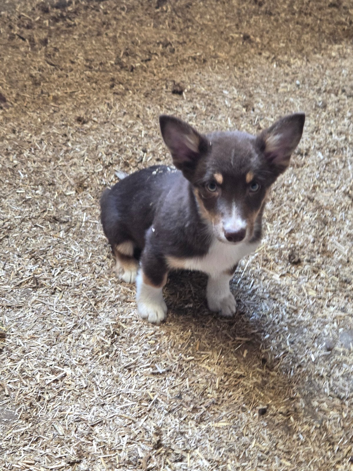Prachtige Welsh corgi Cardigan pups, Dieren en Toebehoren, België, Fokker | Hobbymatig, CDV (hondenziekte), 8 tot 15 weken