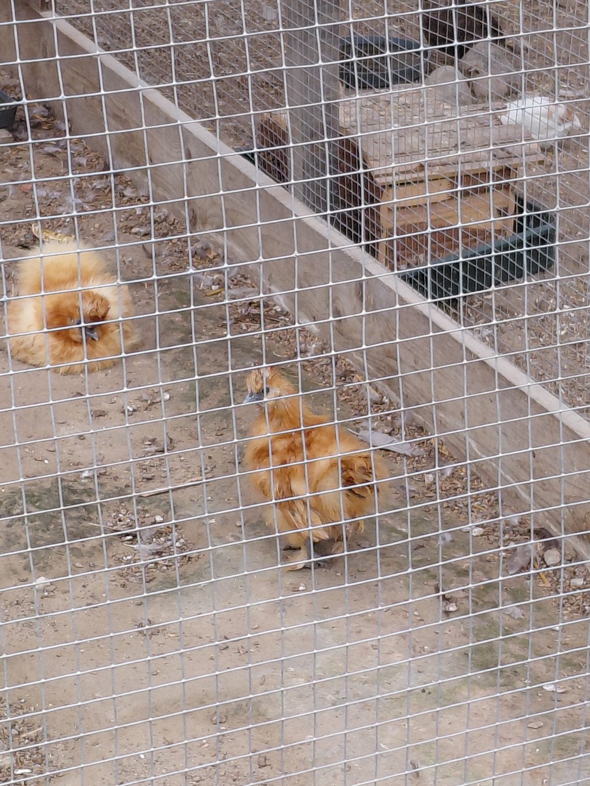 Zijdehoen haantje 2026, Dieren en Toebehoren, Pluimvee, Mannelijk, Kip