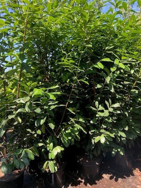 Haag Laurier, Prunus Novita 225-250 cm hoog € 29,50, Ophalen, Laurier, Haag, 100 tot 250 cm