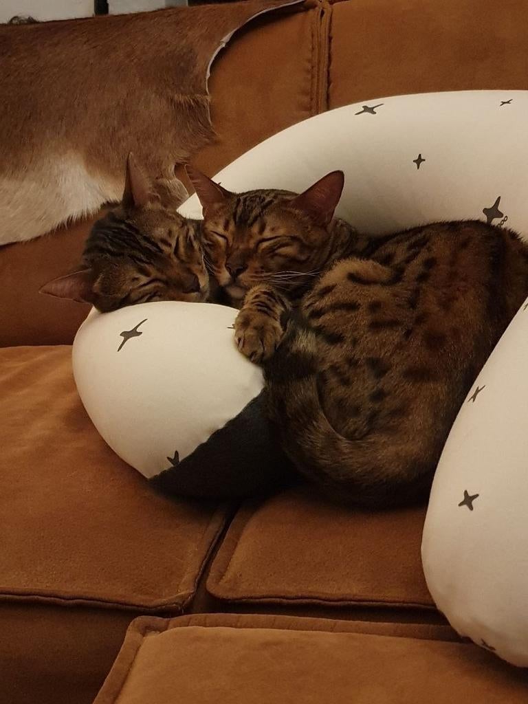2 bengaalse katten, broertjes, speelse binnenkatten, Dieren en Toebehoren, Kater, Gechipt, 6 jaar of ouder