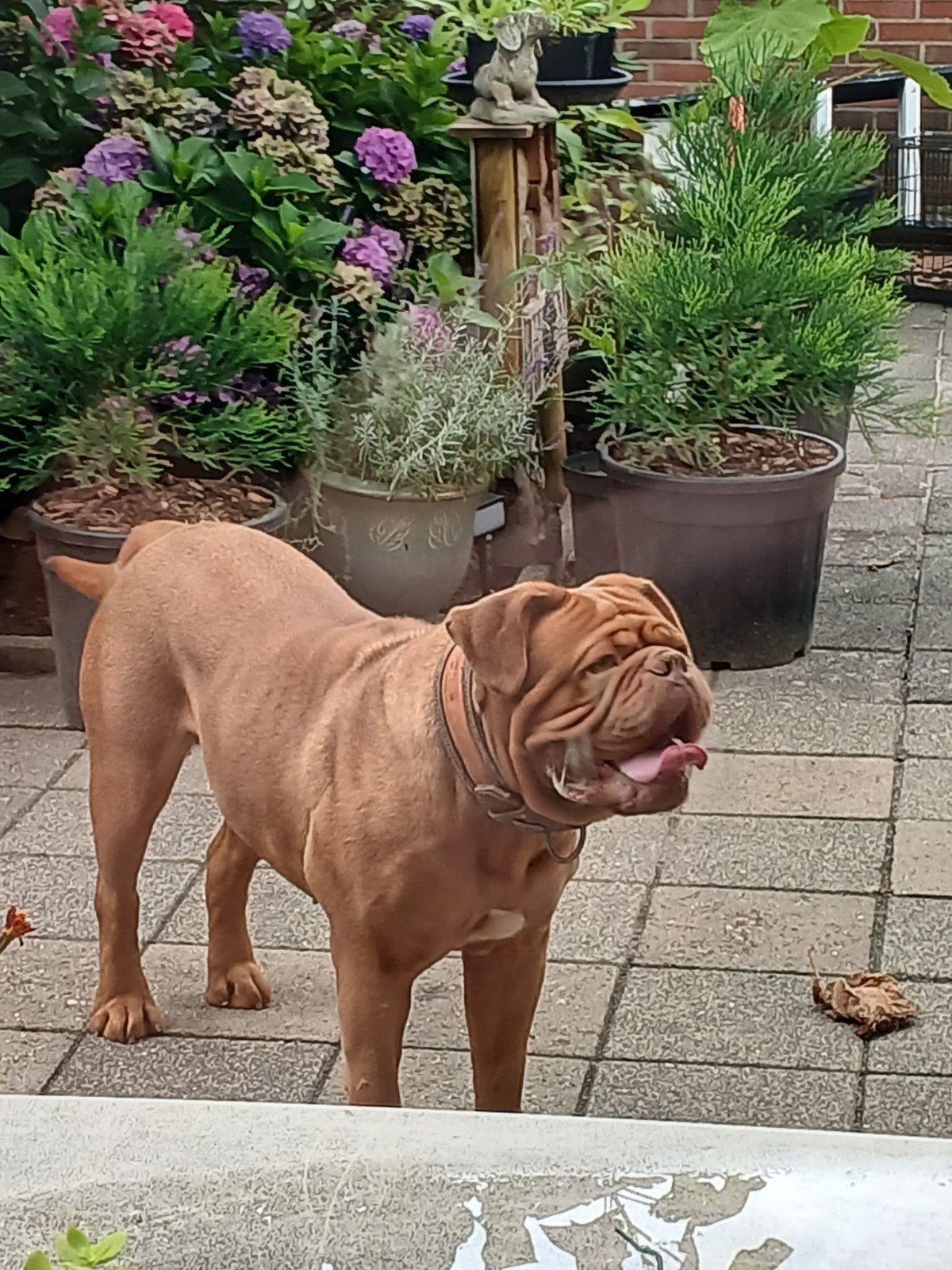 Bordeauxdog, Overige rassen, Teef, Parvo, Eén hond