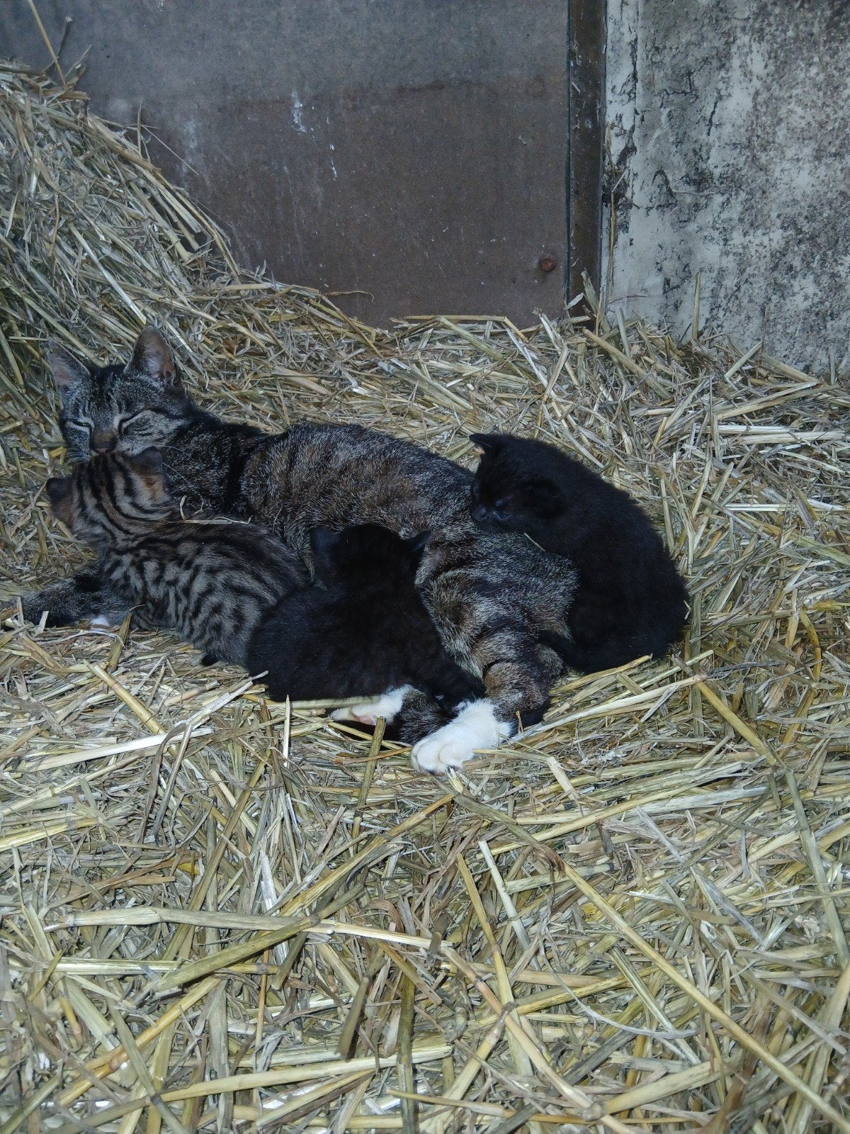 Boerderij kittens, Dieren en Toebehoren, Meerdere dieren, 0 tot 2 jaar