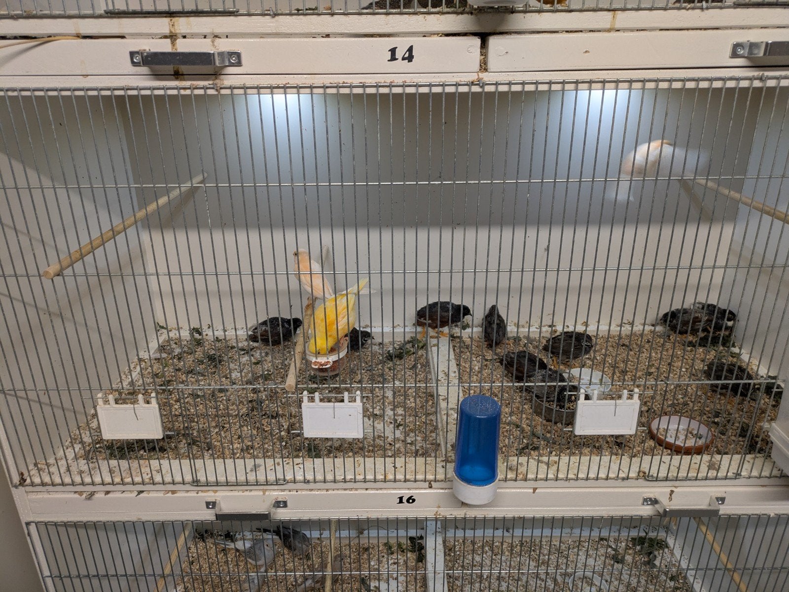 Chinese dwergkwartels natuurbroed en broedmachine, Dieren en Toebehoren, Vogels | Overige Vogels, Mannelijk