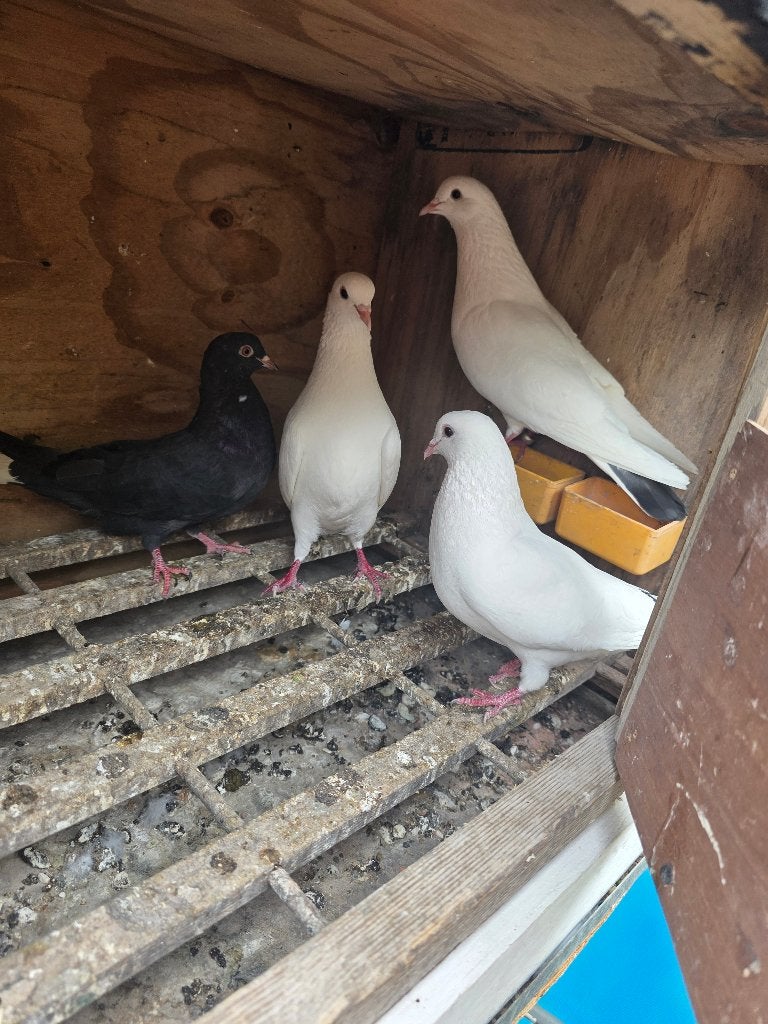 2 kopil hoge vliegen. Goede ras.Mooi en gezond, Mannelijk