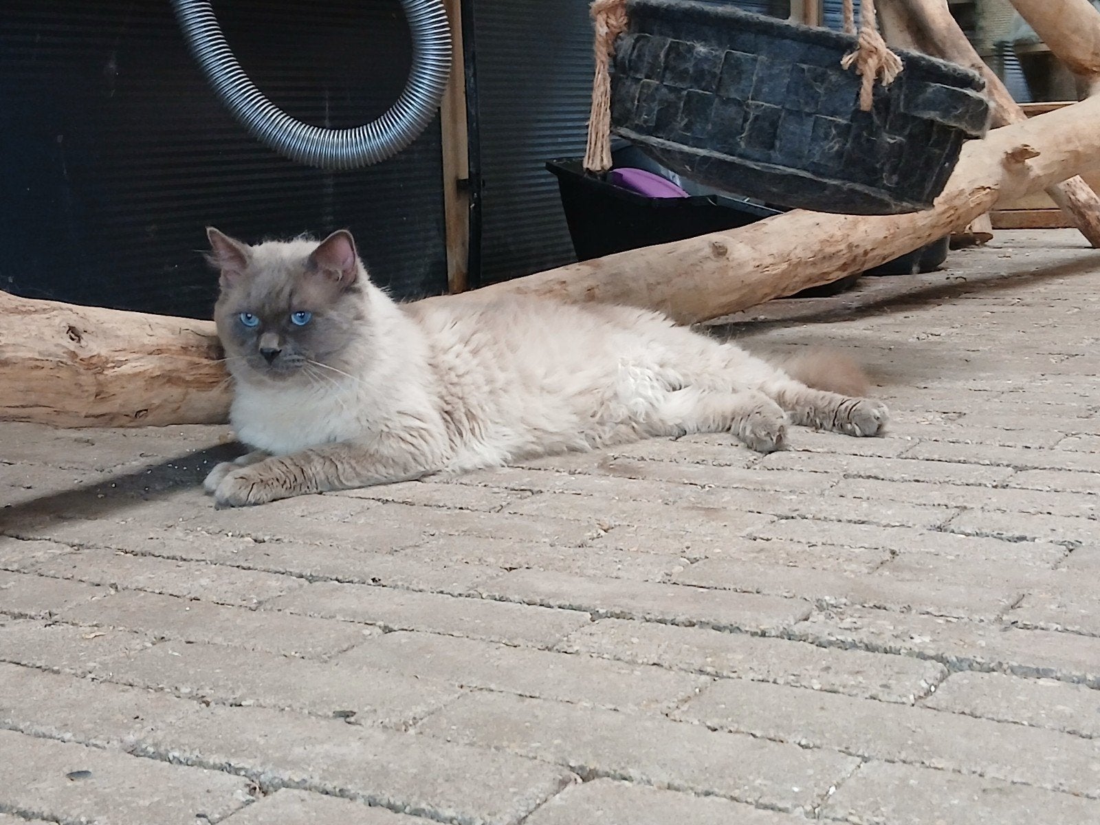 Ragdoll blue point dekkater, Dieren en Toebehoren, 6 jaar of ouder