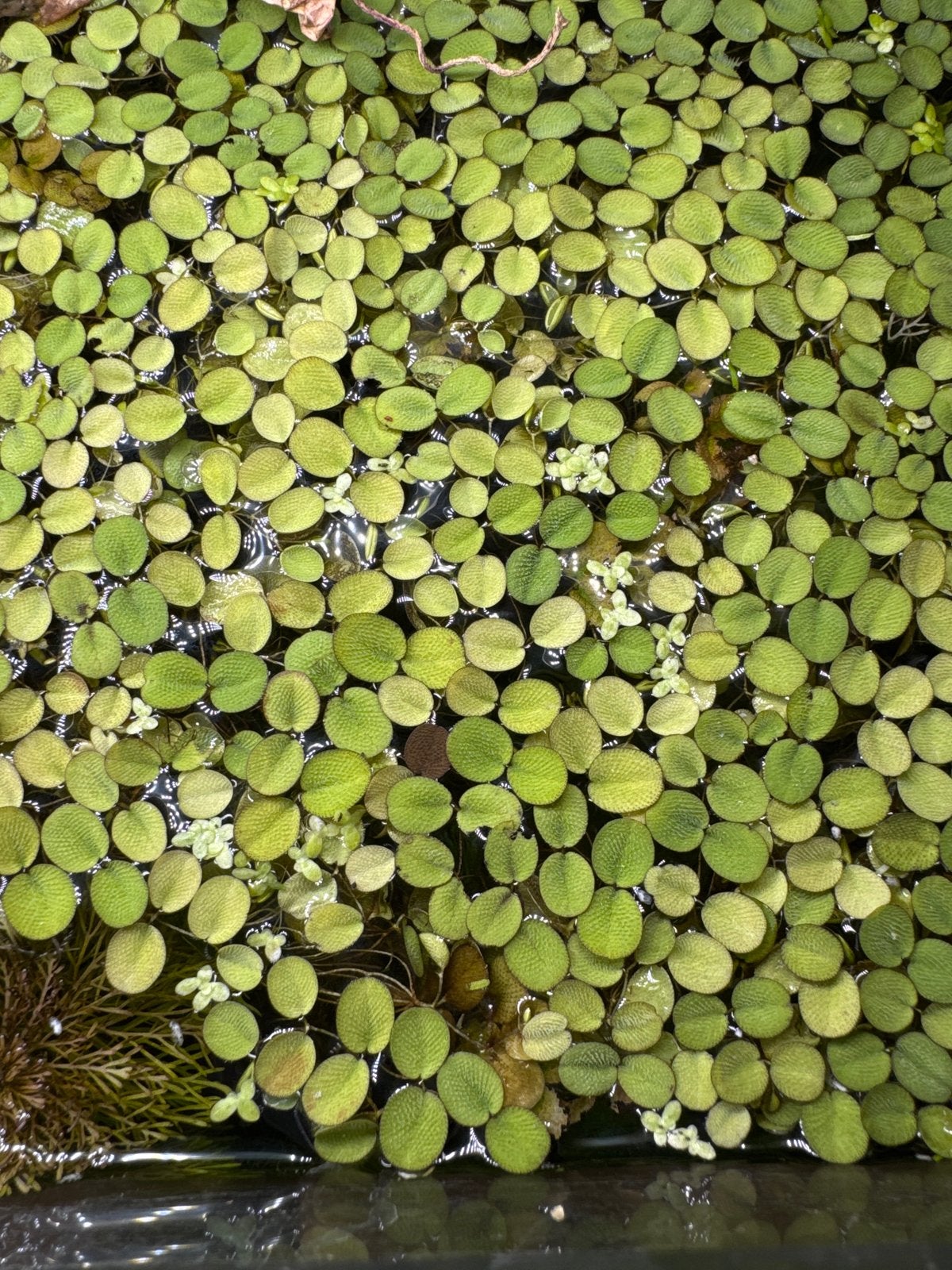 Drijfplantje salvinia natans, Ophalen, Plant(en), Steen of Hout