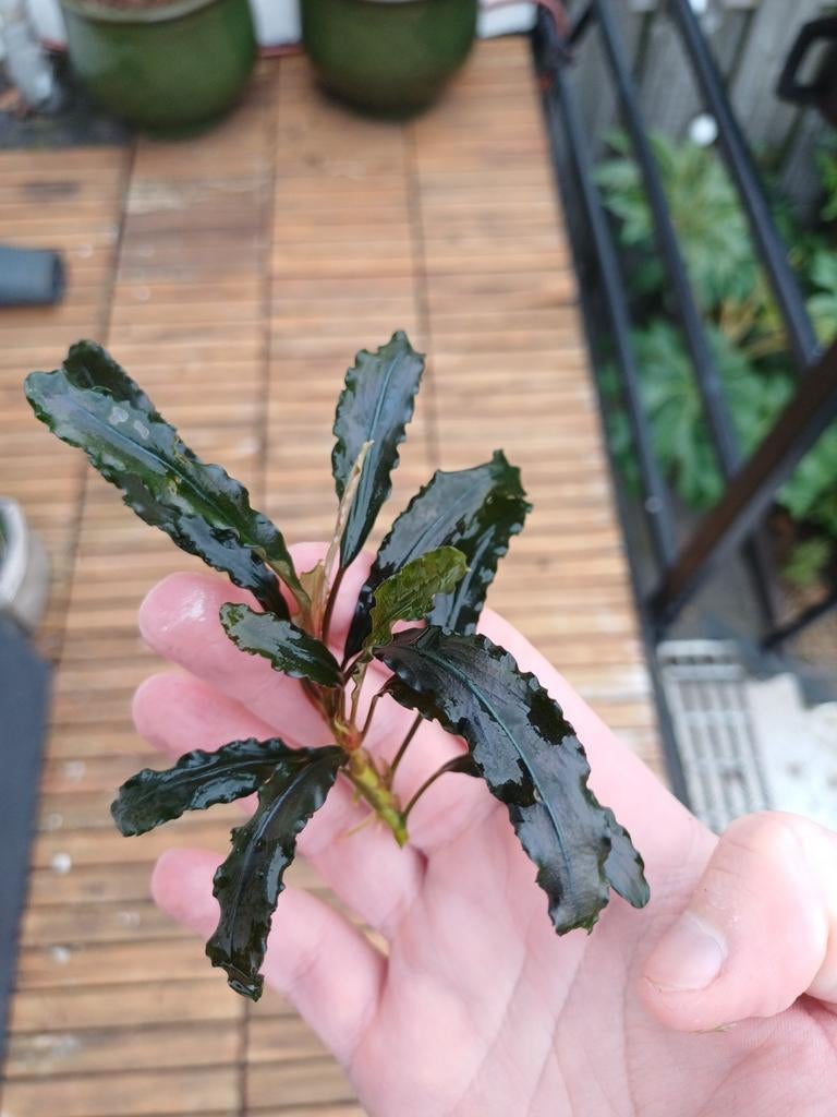 Bucephalandra

En andere stekjes, Dieren en Toebehoren, Vissen | Aquaria en Toebehoren, Ophalen, Plant(en), Steen of Hout