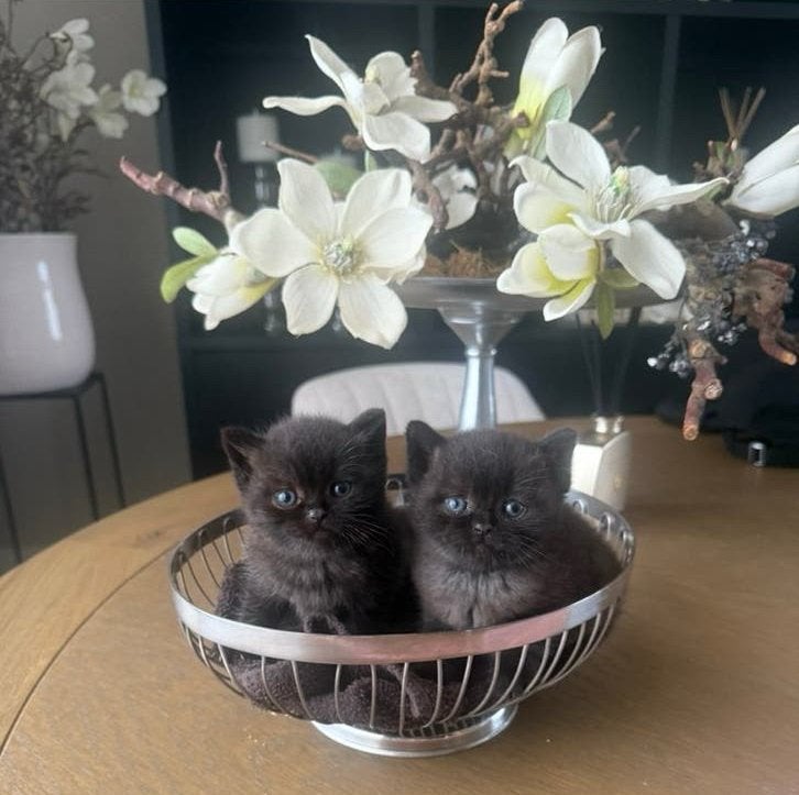 Prachtige britse korthaar kittens, Dieren en Toebehoren, Meerdere dieren, Ontwormd