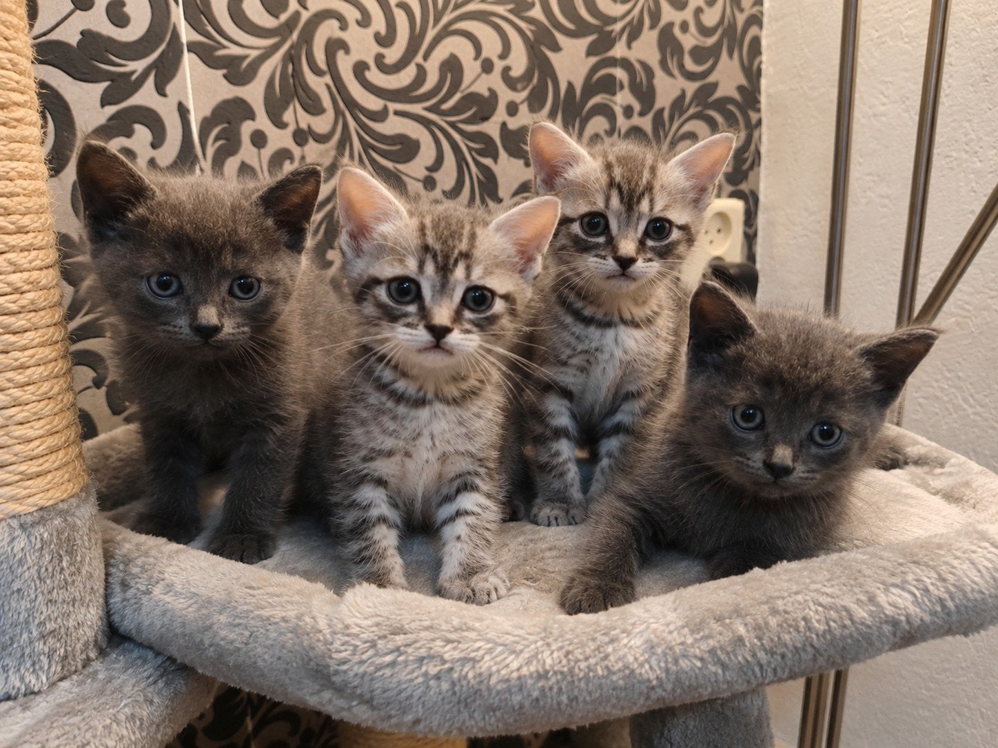 4Britse Korthaar kittens, Dieren en Toebehoren, Meerdere dieren