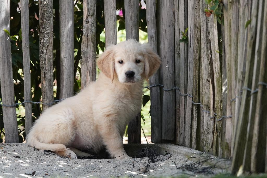 Prachtige golden retriever pups met stamboom, Dieren en Toebehoren, Honden | Retrievers, Spaniëls en Waterhonden, België, 8 tot 15 weken