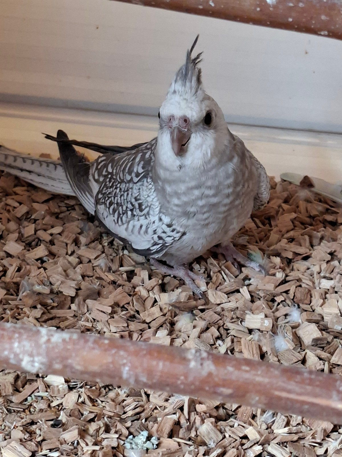 te koop jonge valkparkieten, Dieren en Toebehoren, Meerdere dieren, Tam
