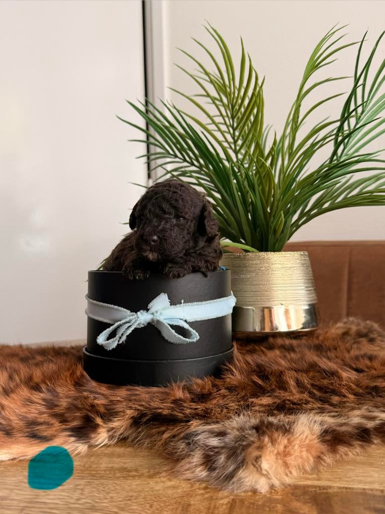 Prachtige pups te reserveren (multigen) poedel-kruisingen., Dieren en Toebehoren, Parvo, Overige rassen, 8 tot 15 weken, Meerdere