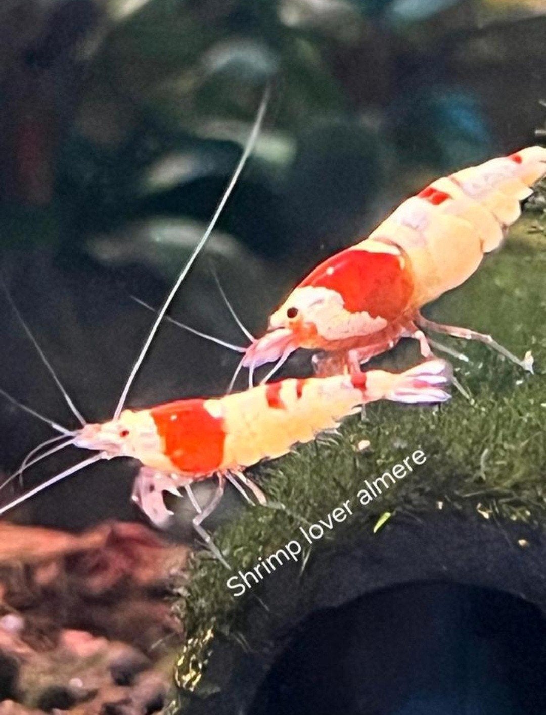 pure red line (PRL) Crystal red garnalen op kraanwater, Kreeft, Krab of Garnaal, Zoetwatervis