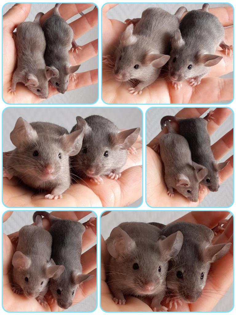Mannelijke kleurmuizen, Dieren en Toebehoren, Knaagdieren, April, Muis, Mannelijk, Tam