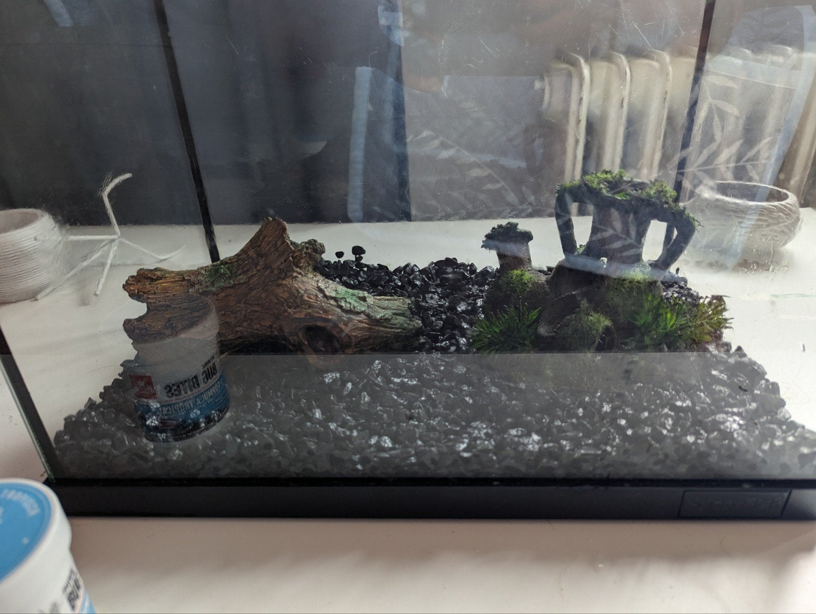 Aquarium, Vis