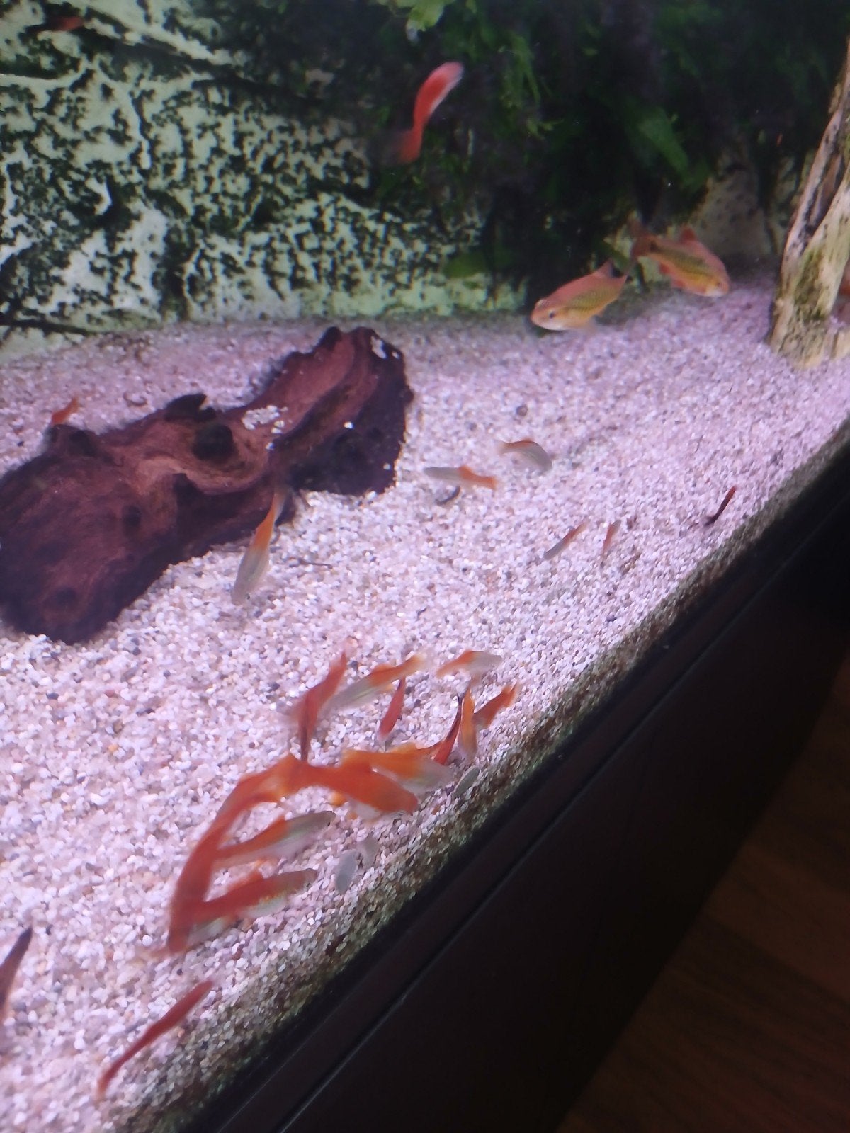 Zwaarddragers, Dieren en Toebehoren, Vis