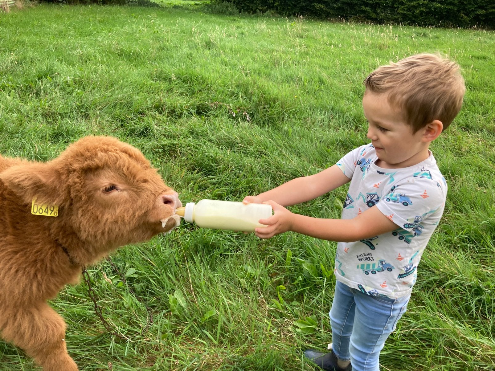 Tam vaarskalf Schotse hooglander (zonder jongetje 😉), Dieren en Toebehoren, Vrouwelijk, 0 tot 2 jaar