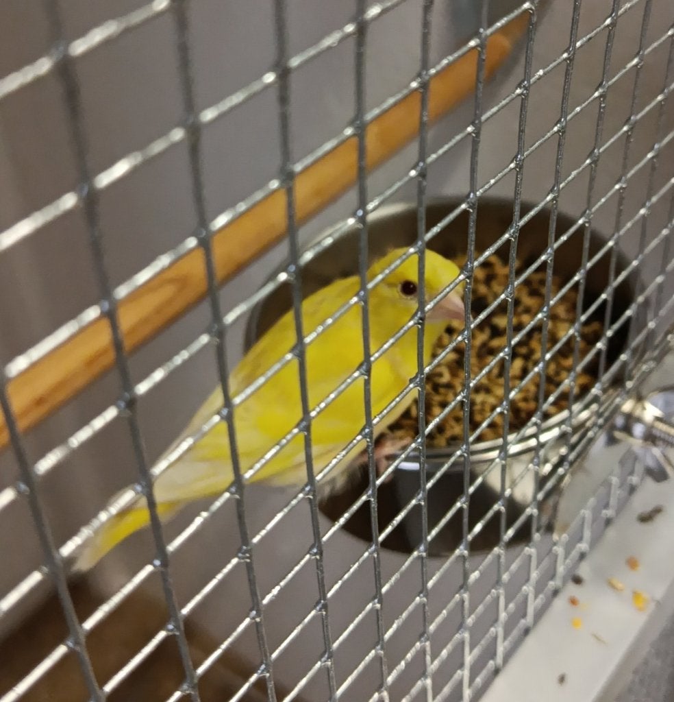 Sijs phaeo, Meerdere dieren, Wildzangvogel, Geringd