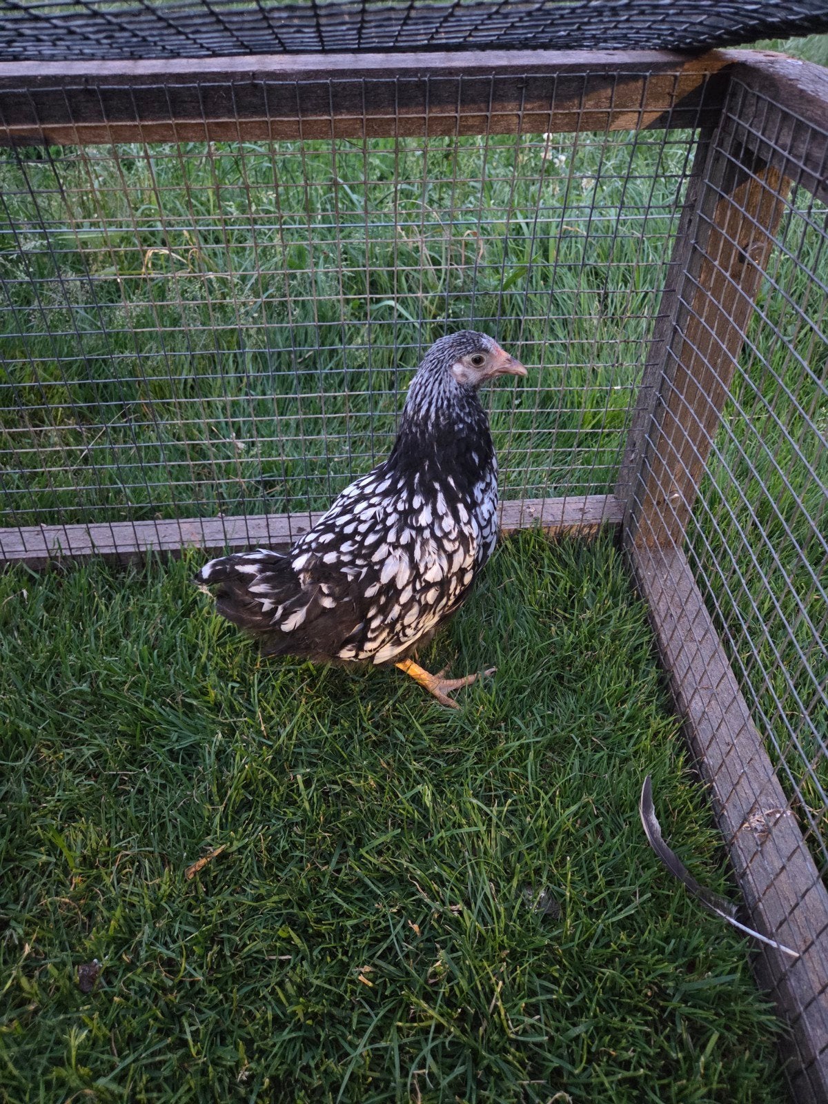 Wyandotte kriel Friese kriel kippen, Meerdere dieren, Kip