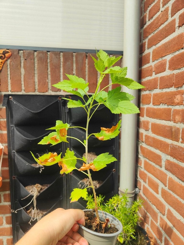 Kruisbes en cassisbes fruitplantjes moestuin, Ophalen, Minder dan 100 cm, Overige soorten, Lente
