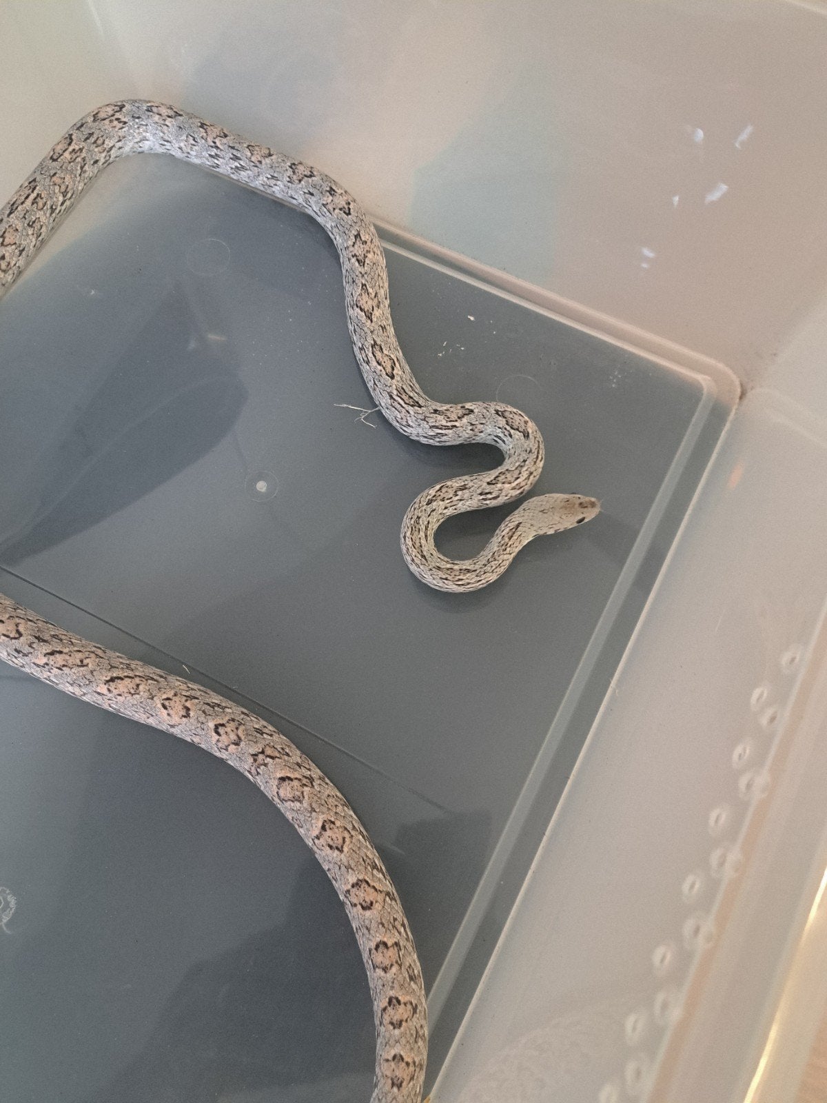 ***1.0 guttata shatter hypo***, Slang, 0 tot 2 jaar