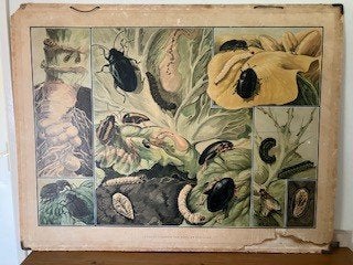 Schoolplaat insecten, Ophalen of Verzenden, Natuur en Biologie