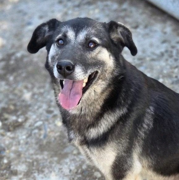 Boris zoekt een baasje, 1 tot 2 jaar, Buitenland, Eén hond, CDV (hondenziekte)