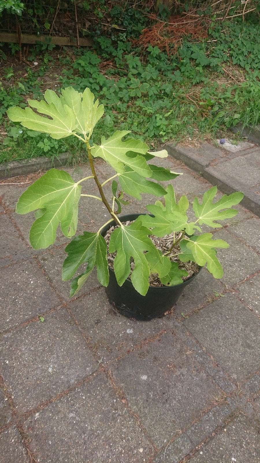 Vijgenboom in Pot, Ophalen, Overige soorten, Volle zon