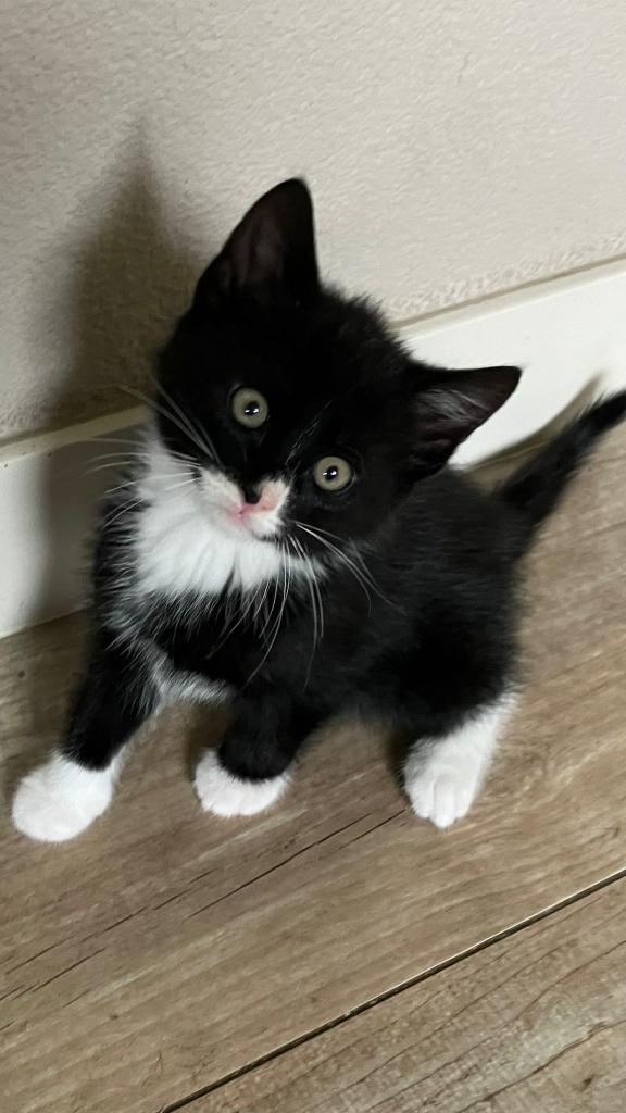 Nog 1 zwarte kater beschikbaar!, Dieren en Toebehoren, Katten en Kittens | Overige Katten, Kater, Kortharig, 0 tot 2 jaar
