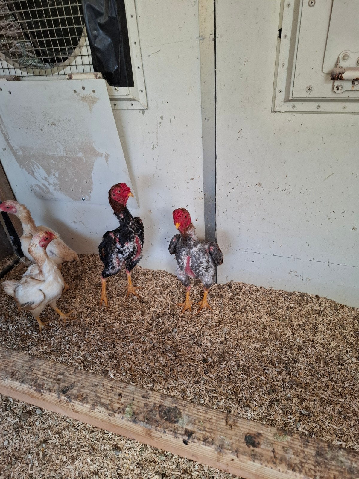 Prachtige Ko Shamo's, Dieren en Toebehoren, Pluimvee, Meerdere dieren, Kip