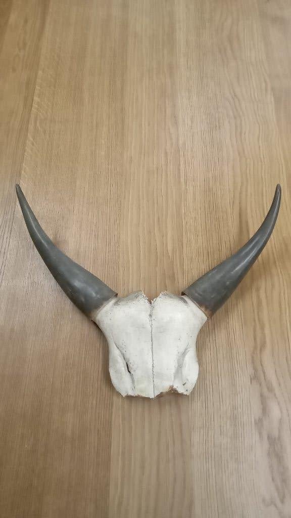 Dierenschedel/ voorhoofd, Huis en Inrichting, Woonaccessoires | Wanddecoraties, Landelijk, Ophalen of Verzenden, Zo goed als nieuw