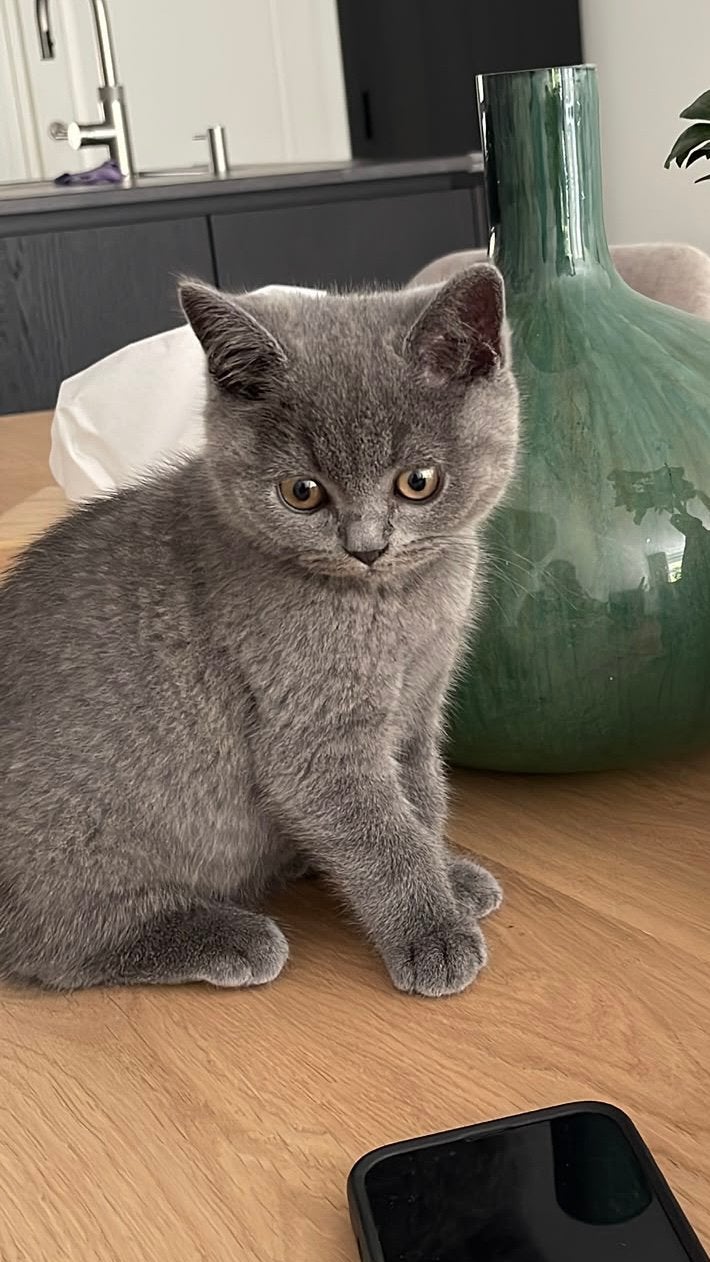 Britse korthaar kitten met stamboom zoekt forever home!, Kater, Met stamboom, 0 tot 2 jaar